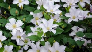 Клематис гибридный Huldine. Краткий обзор, описание характеристик, где купить саженцы, крупномеры