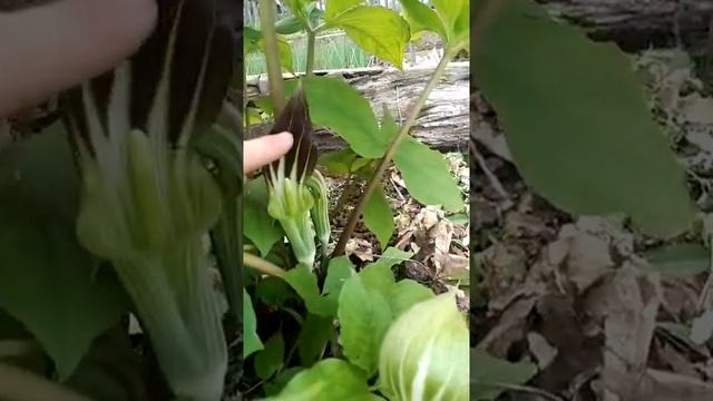 Аризема дальневосточная смотреть онлайн