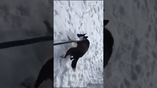 Джесси Горный щит смотреть онлайн