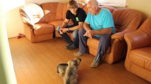 Как выбрать щенка лайки