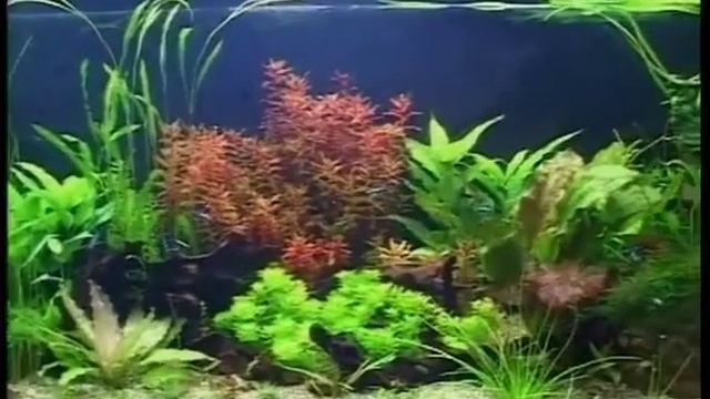 Зоомагазин в Омске "Четыре Лапы" - аквариум и рыбки смотреть онлайн