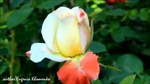 КРАСИВАЯ МУЗЫКА И ЦВЕТЫ