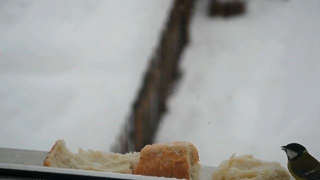 Синички за окном смотреть онлайн