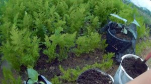 Выращивание датуры 2 дача под Архангельском