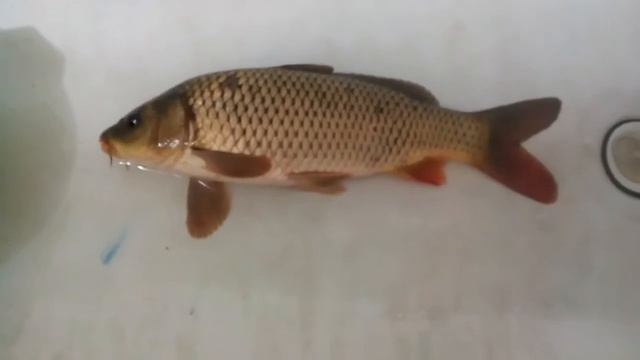 Карп. смотреть онлайн