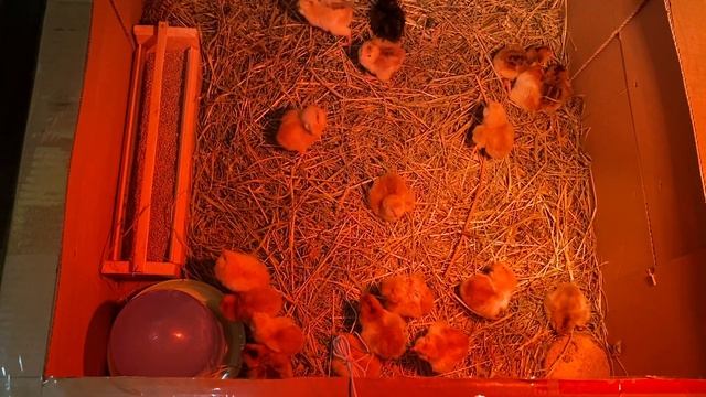 Цыплята Орловские ситцевые 2 дня смотреть онлайн