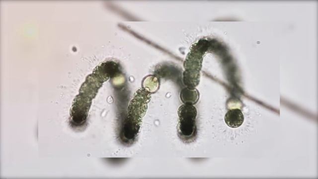 All of Biology in 9 minutes смотреть онлайн
