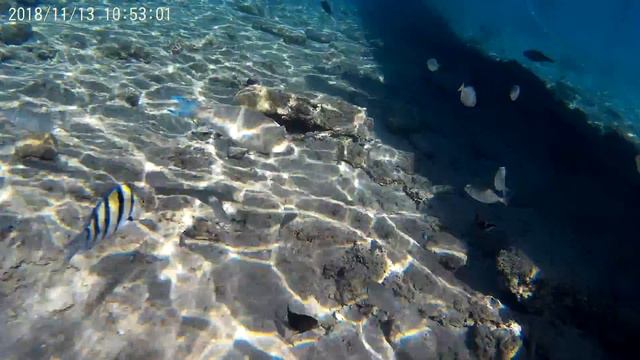 Рыбки Красного моря смотреть онлайн