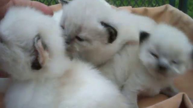 long legged kittens ( non standard Munchkins ) part Himalayan смотреть онлайн