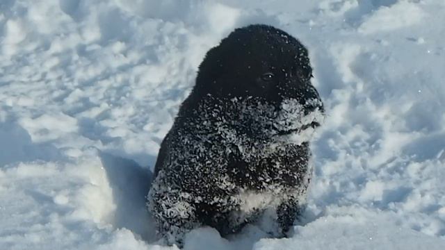 Щенки среднеазиатской овчарки (АЛАБАЙ) в питомнике "ТААЖЫДАР" из Башкирии . смотреть онлайн