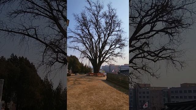 500-летнее дерево гинкго, символ Гволиссы смотреть онлайн