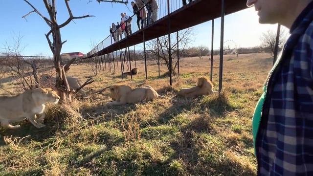 Как мы забирали картонку у льва-вожака! смотреть онлайн