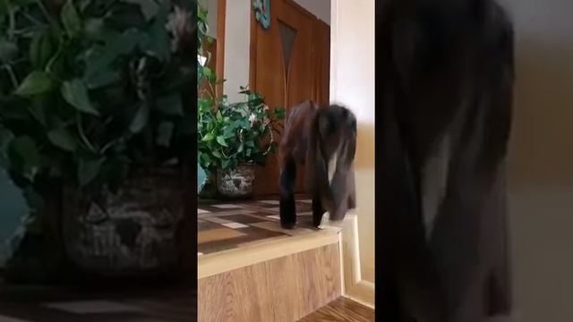 VID 20211107 WA0008 Козлик Камори+ Битал . Продажа смотреть онлайн