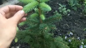 Формируем ель правильно. Не упустите момент! Голубая ель Кейбаб. Прищипка свечей у ели.