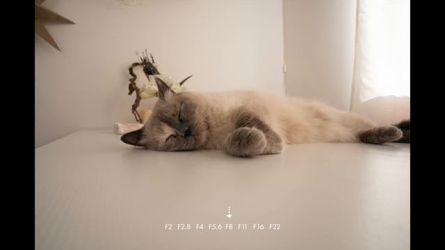 Sigma 20mm f2 – пора выкидывать АРТ линзы? смотреть онлайн