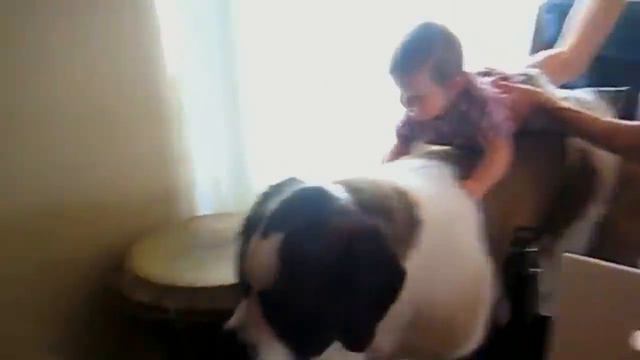 Baby Playing with St Bernard Dog A Beautiful friendship | Dog loves Baby Compilation смотреть онлайн
