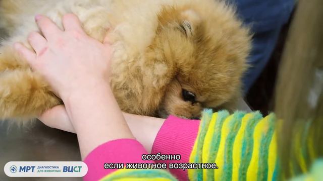 Животные чудеса