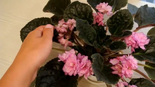 ФИАЛКИ Обзор цветущих фиалок Один сорт в разных горшках смотреть онлайн