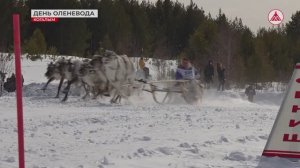 В Когалыме отметили День оленевода