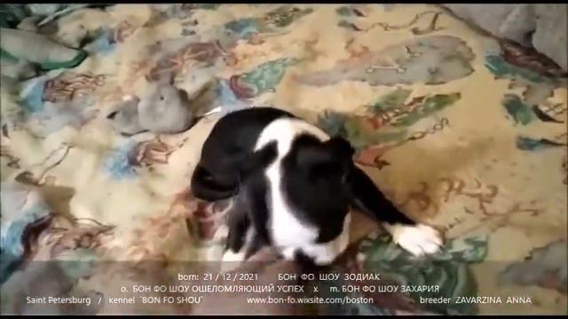 ЗоДиАк смотреть онлайн