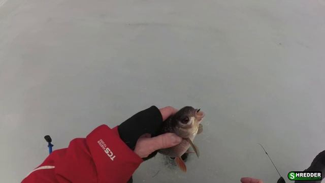 Плотва на Безмотылку (Безнасадку). Накосил Плотвы! Мормышки Нимфа-шарик, Креветко-Шарик и Коза. смотреть онлайн