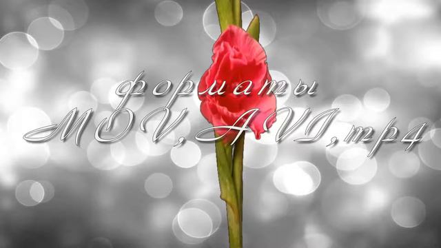 Цветок распускается 6(альфа+AVI+mp4) смотреть онлайн