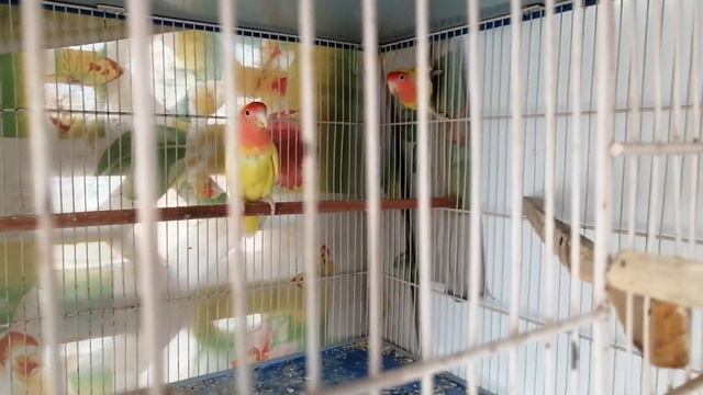 Lutino Lovebird Pairs Breeding Progress