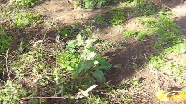 Флорида Ялта ныряет с айфоном. Мышление адвоката. Самвел и кот в СТАЛИНКЕ смотреть онлайн