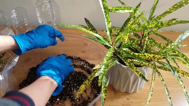 How to Grow plants "Gold Star Croton" Re-potting Deco Tip// смотреть онлайн