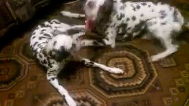 Далматинцы подрасли