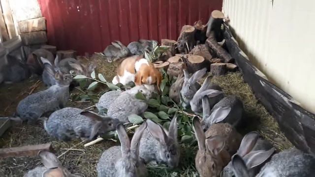 бигль и кролики смотреть онлайн