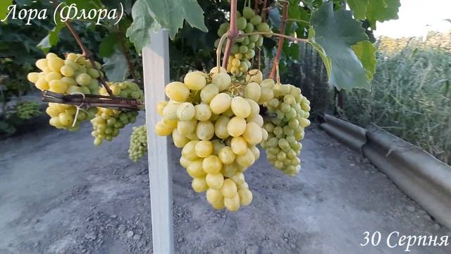 Гроно більше 2кг! Виноград Лора (Флора) смотреть онлайн