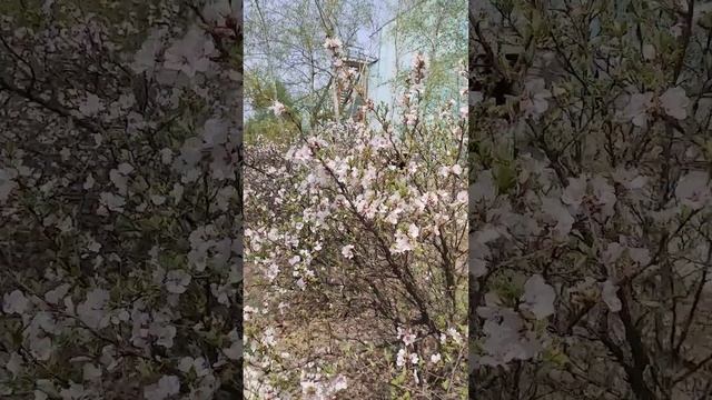 Весна. Цветёт вишня. смотреть онлайн
