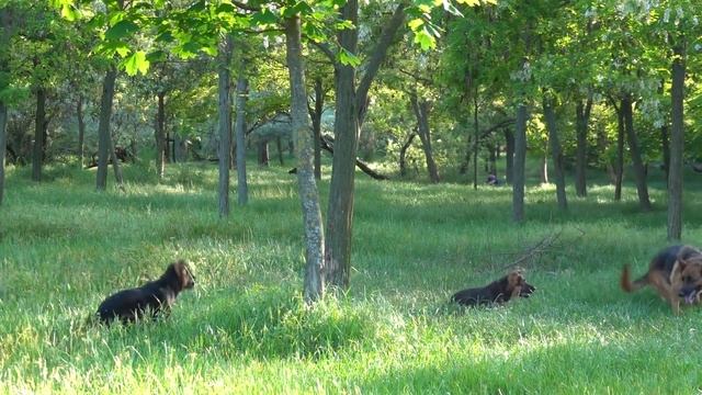 Мальта и щенки. Немецкая овчарка. German Shepherd. Одесса. смотреть онлайн