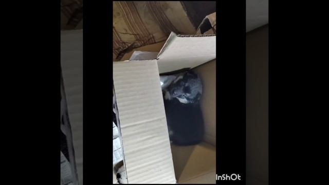 Наши малыши уже выросли, не все конечно выжили, как-бы мы не старались, не мало сил вложили ? смотреть онлайн