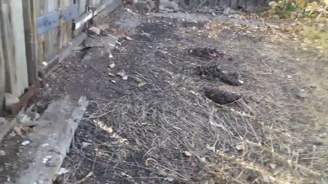 Перекопать осенью огород или .... Что я решила ... смотреть онлайн
