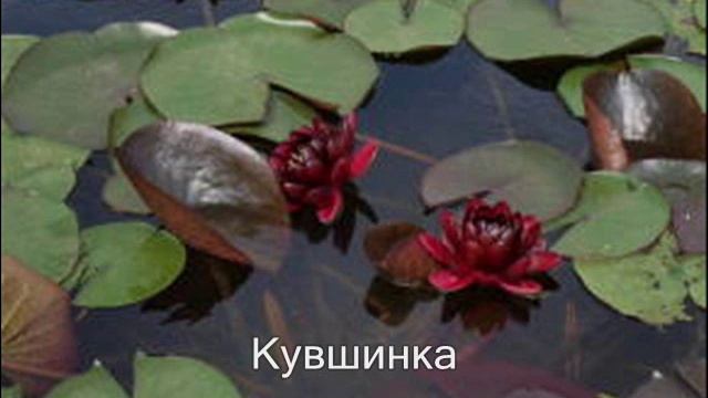 Водные растения для пруда на даче смотреть онлайн
