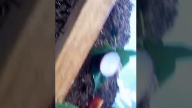 Жук солдатик смотреть онлайн