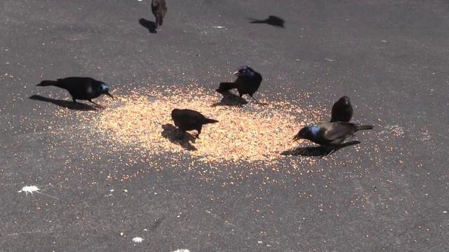 Кино включать для котов и кошек. Фильм для кошек. Котики, коты. Кошачьи игры, видео для котиков. смотреть онлайн