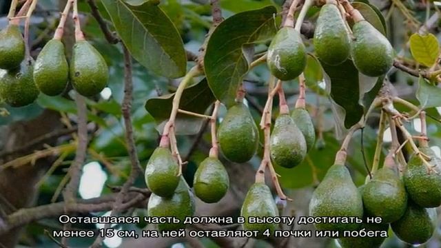 Плодоносит или нет авокадо, выращенное в домашних условиях смотреть онлайн