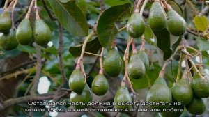 Плодоносит или нет авокадо, выращенное в домашних условиях