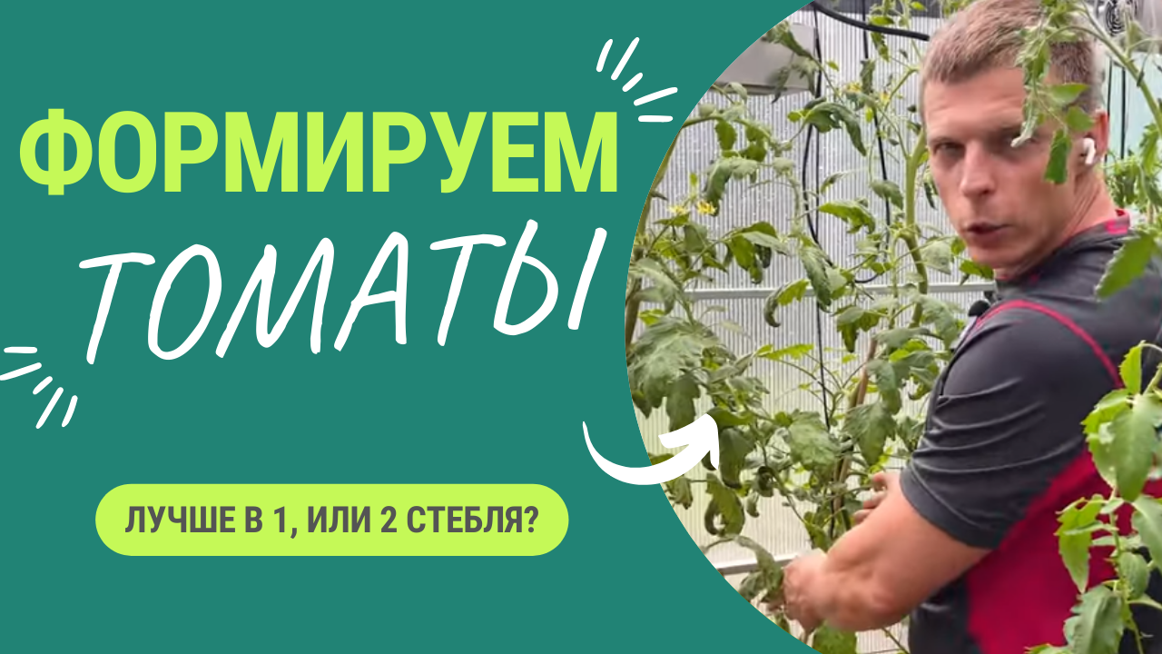 Опыт агронома: как формировать томаты - в 1 или 2 стебля? смотреть онлайн