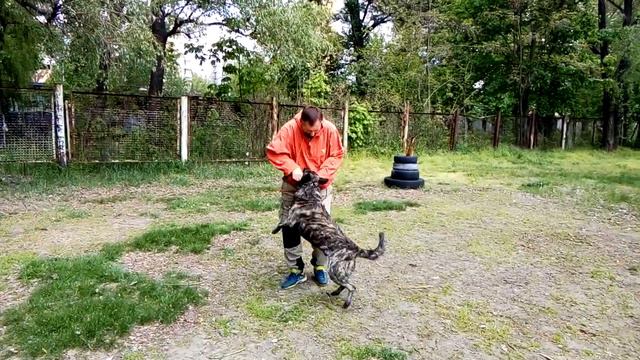 Движение рядом. Упражнение для устойчивого прогресса. смотреть онлайн