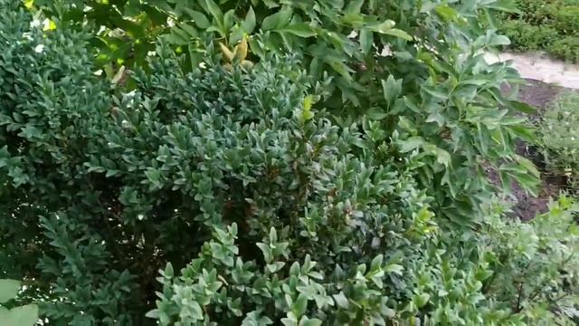 Райский уголок. Флоксы, лилии и многое другое. смотреть онлайн