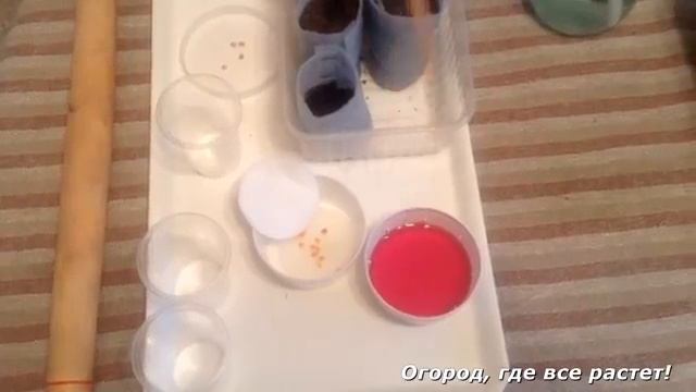 Посадка рассады ПЕРЦА надежным способом.mp4 смотреть онлайн