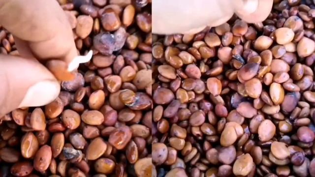 Como Germinar Alfarrobeiras (Ceratonia Siliqua)