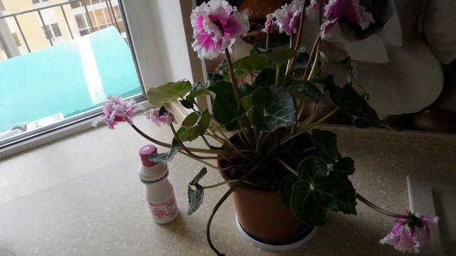 ЦИКЛАМЕН из магазина оказался с ПЛЕСЕНЬЮ! Что с ним делать?! смотреть онлайн