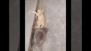 Смешные коты. Котики отдыхают