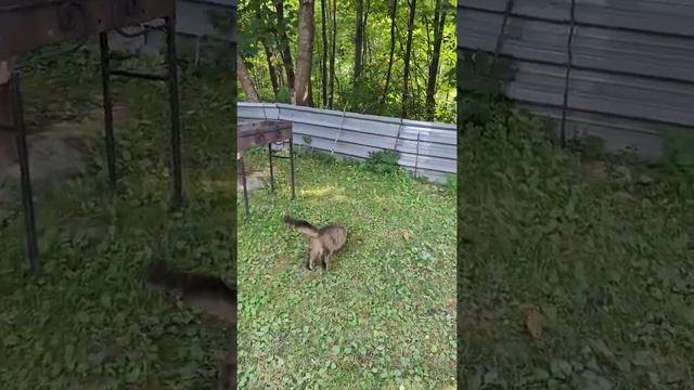 кошка ловит мышь смотреть онлайн