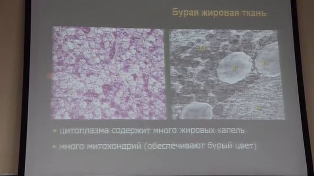 Соединительный ткани ,ເນື້ອເຍື່ອກະດູກ смотреть онлайн